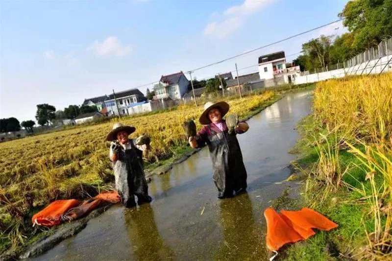 新塍镇农场：现代农业的新希望