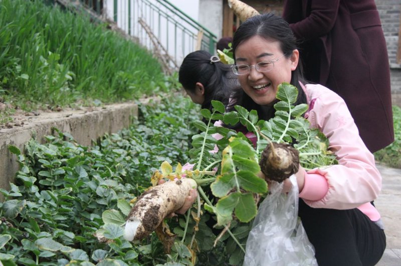 有机蔬菜采摘